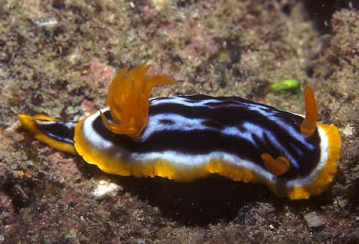 Image of Chromodoris cf. africana.